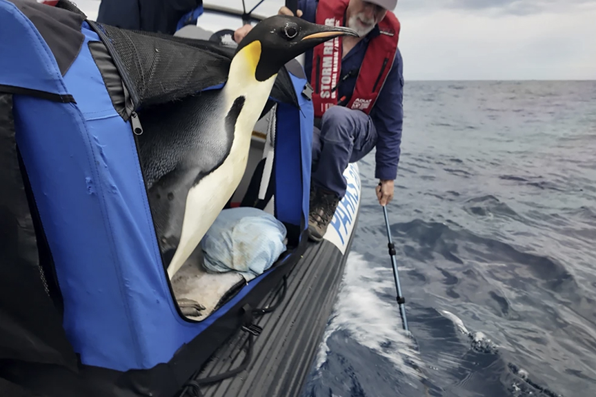 an emperor penguin surrounded by people at the edge of a boat